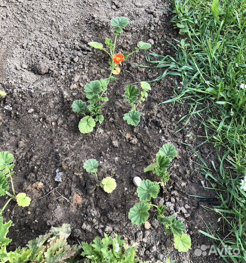 Гравилат садовый