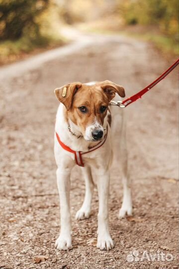 Бэтти ищет дом