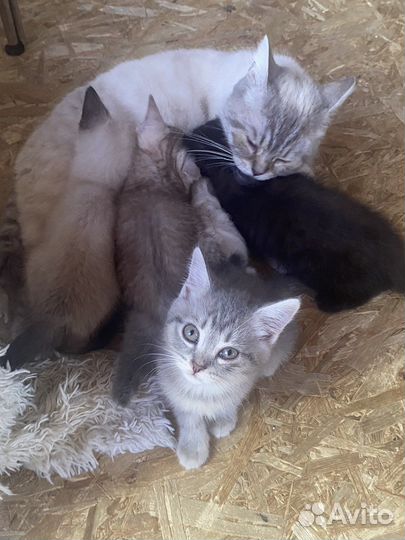 Котята