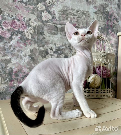 Девон-рекс кошечка