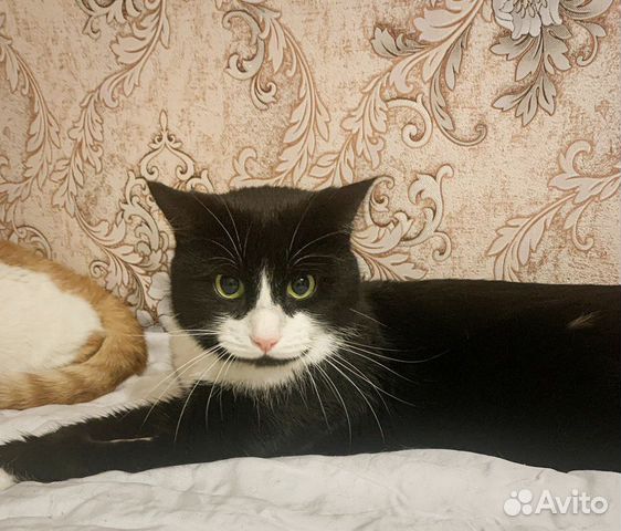 Спасите котиков после смерти хозяина объявление продам