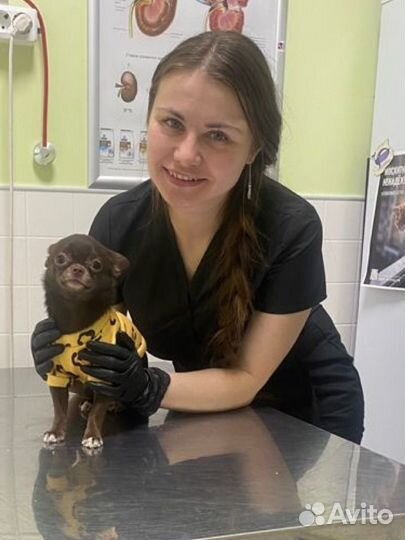 Ветеринарные манипуляции / Стрижка кошек