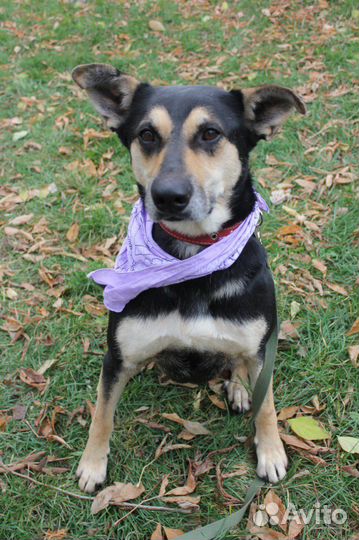 Мэй ищет дом и лучшую семью