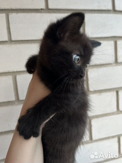Кошечка в добрые руки