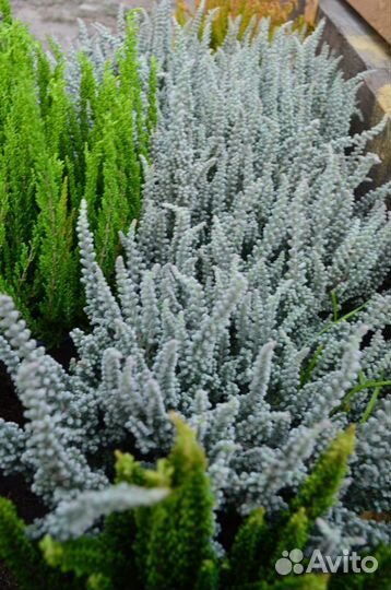 Вереск. Весна 23