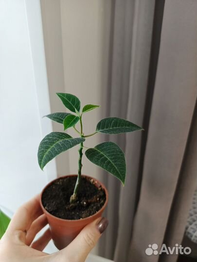 Комнатные растения