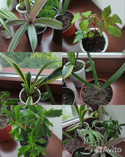 Комнатные цветы