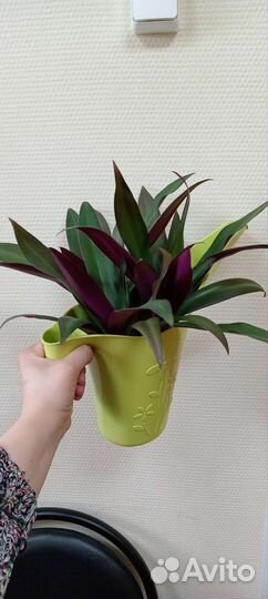 Комнатные цветы