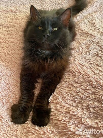 Брутальный кот ищет достойных хозяев