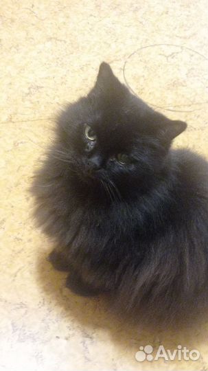 Кошки в добрые руки бесплатно