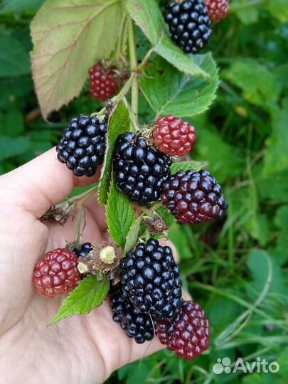 Голубика садовая, ежевика, саженцы
