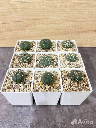 Кактусы и суккуленты, гимнакалициумы, астрафитумы