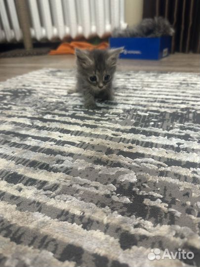 Отдам в добрые руки маленького котенка