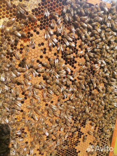 Продам пчелосемьи
