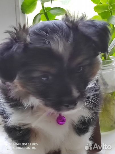 Щенки Бивер-Йорка