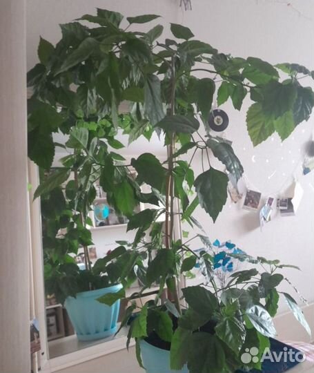 Китайская шикарная роза