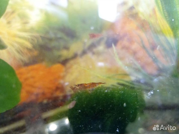 Креветки вишни