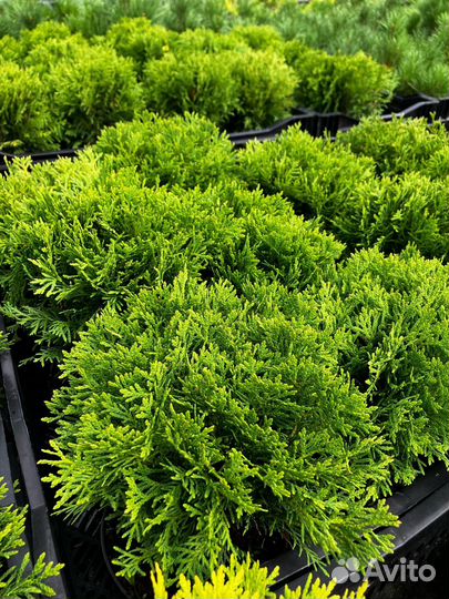 Широкий ассортимент хвойников