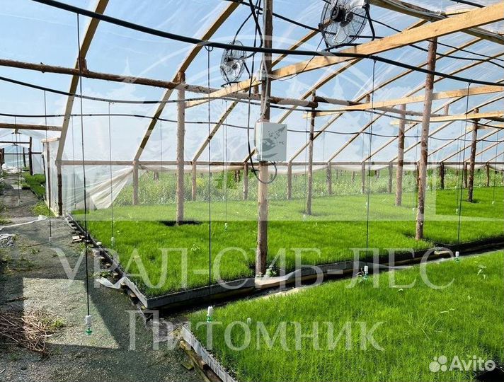 Предзаказ Лиственница Сибирская зкс сеянцы