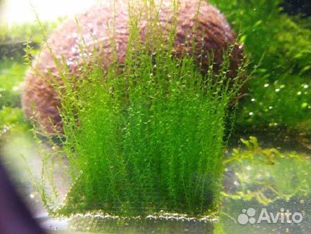 Растения аквариумные и мхи