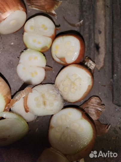 Лук на перо Дайтона