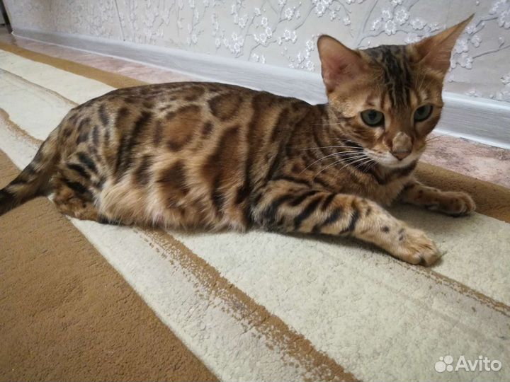 Бенгальская