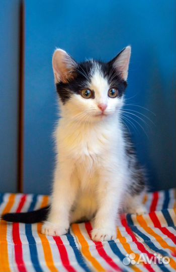 Котёнок мальчик белый 2 месяца