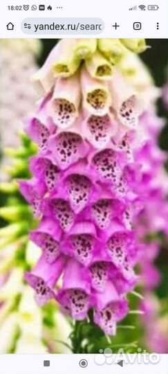 Папоротник, наперстянка, тысячелистник розовый