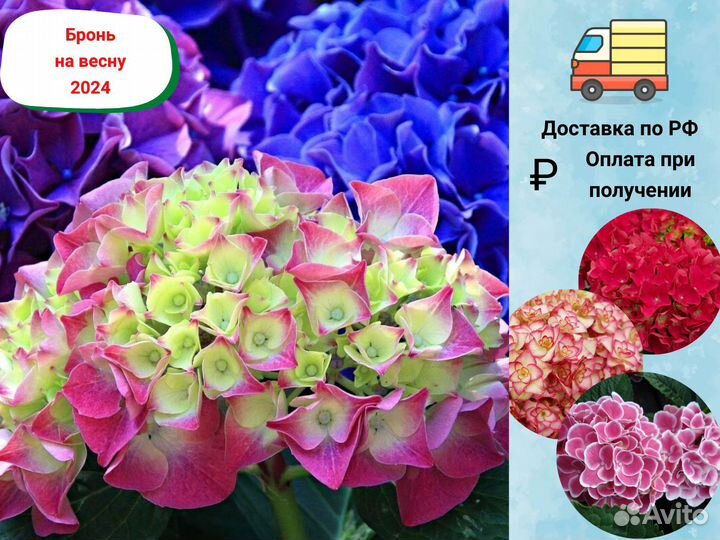 Саженцы крупнолистной гортензии