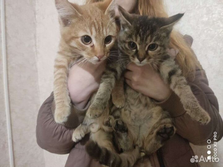 Котята в добрые руки