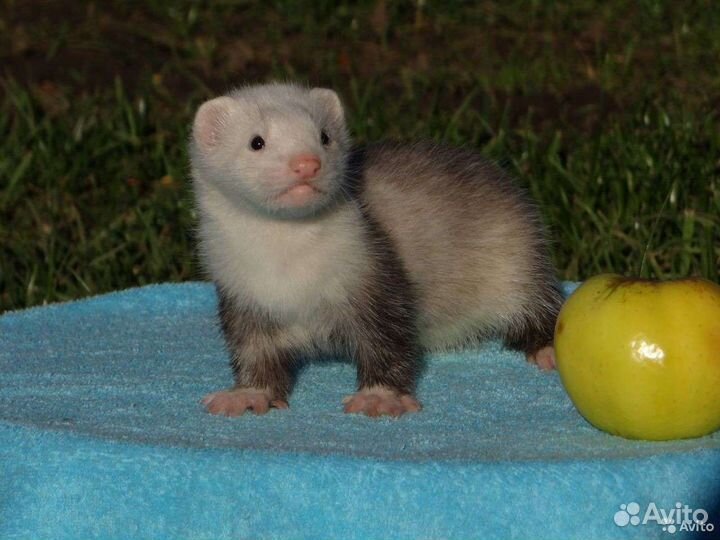 Хорьки из питомника Fomina