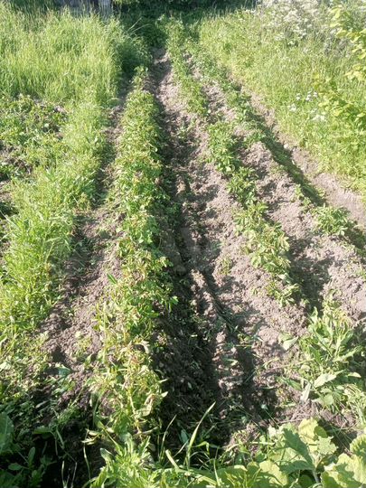 Дом 35 м² на участке 10 сот.