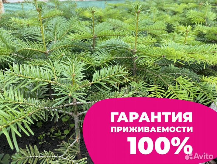 Пихта в ассортименте напрямую из питомника