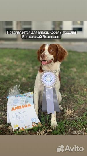 Бретонский эпаньоль.вязка