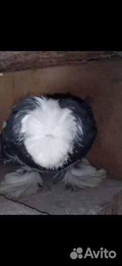 Голуби Бухарские Барабанщики