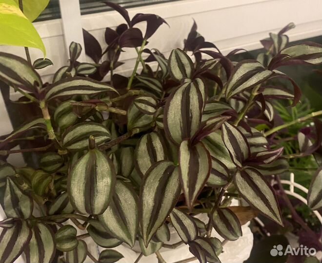 Комнатные растения (срезы)