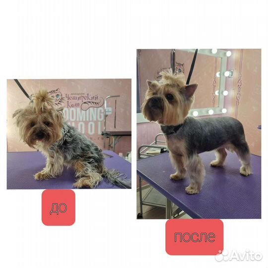 Грумер собак, кошек, выезды на дом