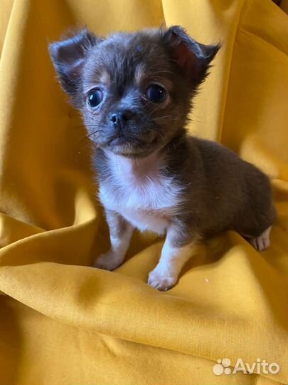Чихуахуа мини