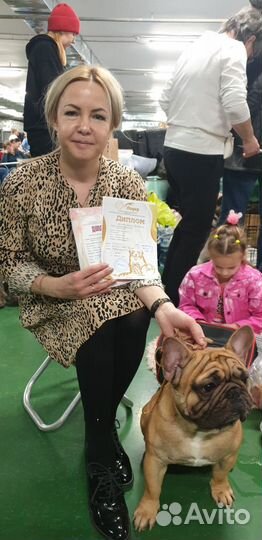 Вязка французский бульдог