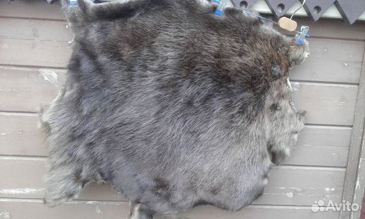 Шкурки дикого животного