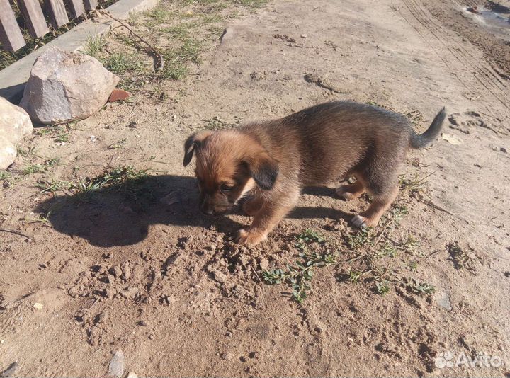 Отдам бесплатно 2 кутят
