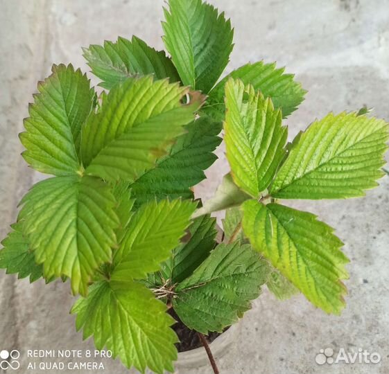 Саженцы клубники,черной смородины,малины,крыжовник