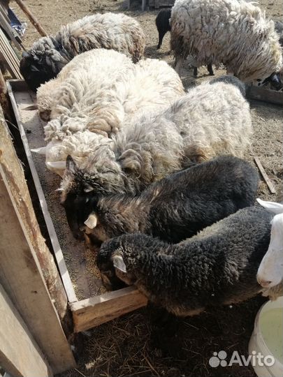 Овцы бараны