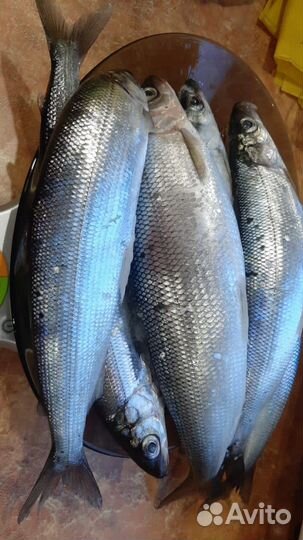 Рыбалка и отдых на северном Байкале