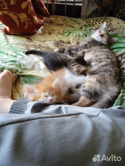 Котики пушистики
