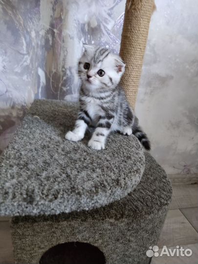 Шотландские вислоухие котята