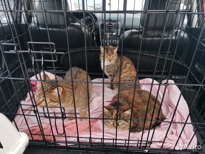 Отлов собак, кошек, енотов, лис