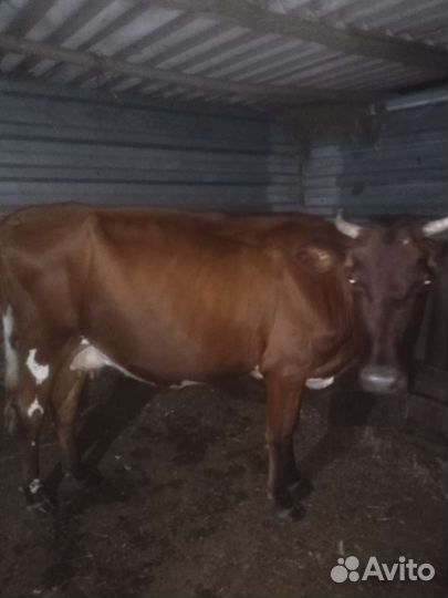 Корова дойная