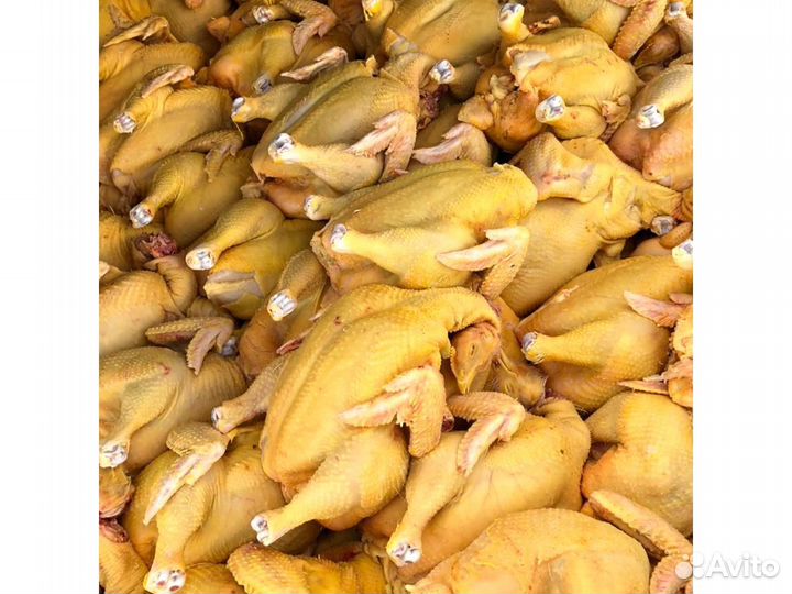 Куры домашние