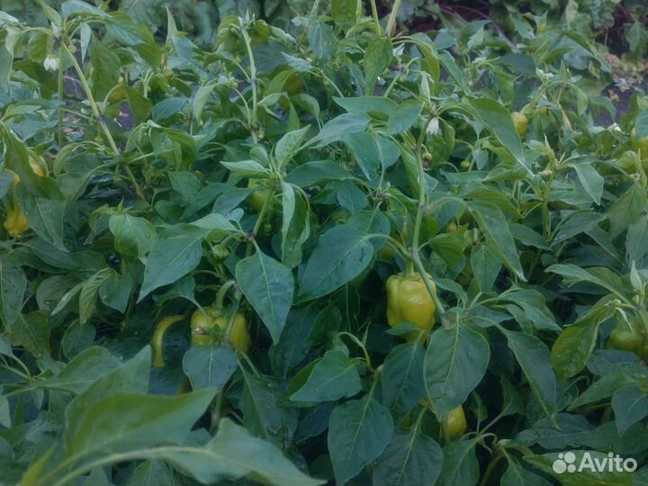 Башкирский перец